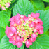 Lantana Lucky Hot Pink