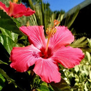 Hibiscus Tropical Braided