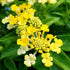 Lantana Lucky Pot of Gold