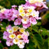 Lantana Lucky Lavender