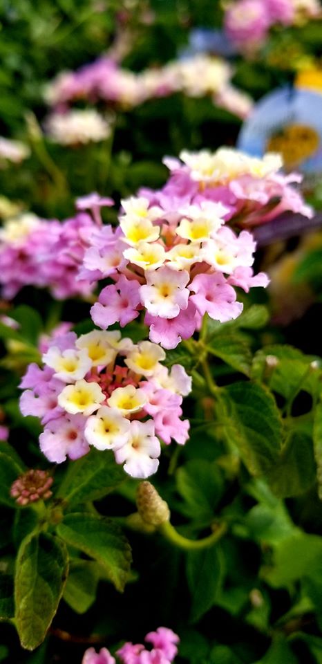 lucky lavender plant Lantana Lucky Lavender – Southern Scapes Nursery