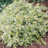 Abelia Lemon Lime