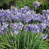 Agapanthus Neverland