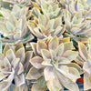 Annuals Misc Succulent