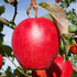 Apple Red Delicious