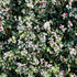 Asiatic Jasmine