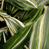 Aspidistria Variegated