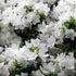 Azalea Delaware Valley