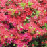 Azalea Embers