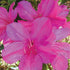 Azalea Formosa