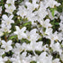 Azalea GG Gerbing