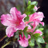 Azalea Gumpo Pink