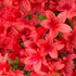 Azalea Red Formosa
