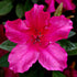 Azalea Southern Charm