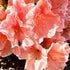 Azalea Sunburst