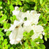 Azalea Gumpo White