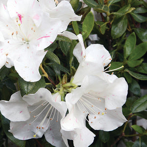 Azalea Autumn Moonlight