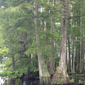Bald Cypress Pond