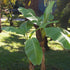 Banana Tree Basjoo
