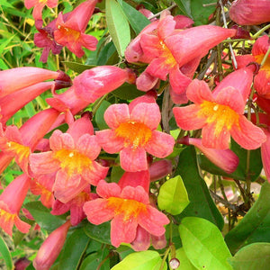 Bignonia Tangerine Beauty