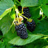 Blackberry Arapaho