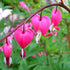 Bleeding Heart Trellis