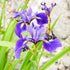 Iris Blue Flag