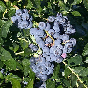 Blueberry Austin
