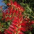 Bottlebrush Red Cluster