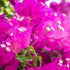 Bougainvillea Bush