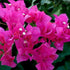 Bougainvillea Trellis