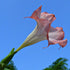 Brugmansia Peach Angel