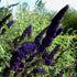 Buddleia Black Knight