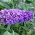 Buddleia Blue Chip