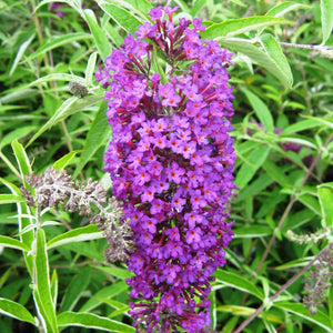 Buddleia Nanho Purple