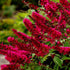 Buddleia Royal Red