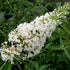 Buddleia Snow White