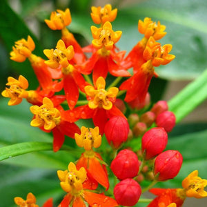 Butterfly Weed Red Butterfly