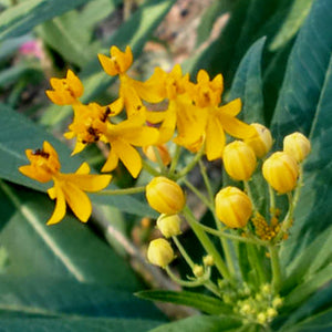 Butterfly Weed Silky Golden