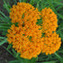 Butterfly Weed