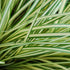 Carex Evergold