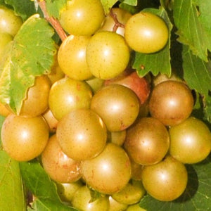 Grape Carlos