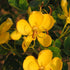 Cassia Bicapsularis