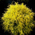 Chamaecyparis Golden Mop