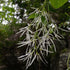 Chionanthus American Fringe