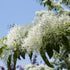 Chionanthus Chinese Fringe