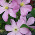 Clematis Comtesse Bouchard