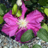 Clematis Ernest Markham