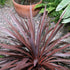 Cordyline Red Sensation