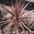 Cordyline Red Star